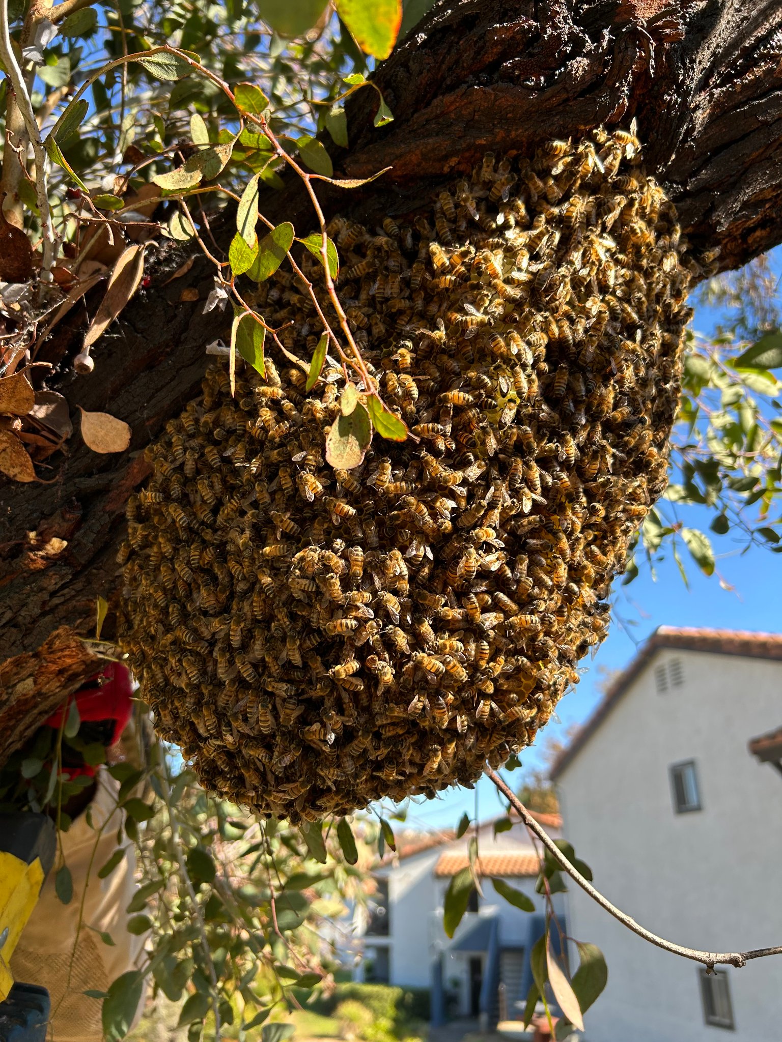 Swarm removal Riverside County CA — large honey bee swarm cluster hanging from a tree in a residential backyard in the Inland Empire